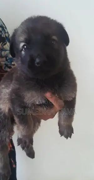 Labradoo crossed breed puppies