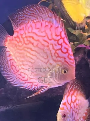 Discus 15 CM pair