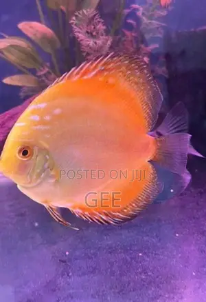 Discus 12 CM yellow pair