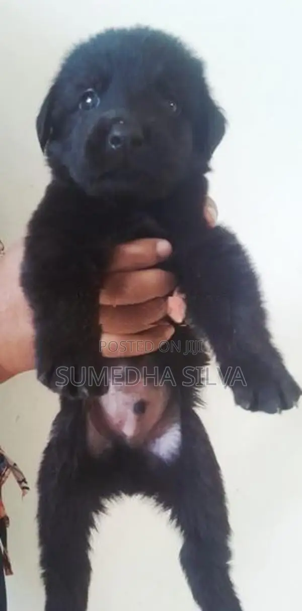 Labradoo crossed breed puppies