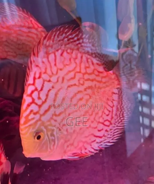 Discus 15 CM pair