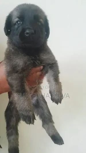 Labradoo crossed breed puppies