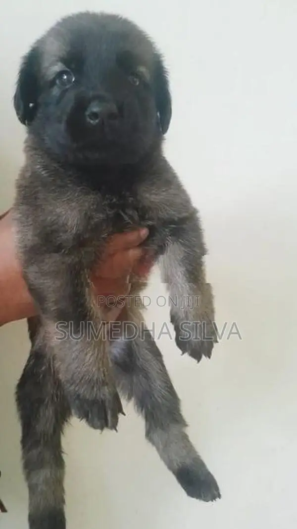Labradoo crossed breed puppies