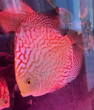 Discus 15 CM pair