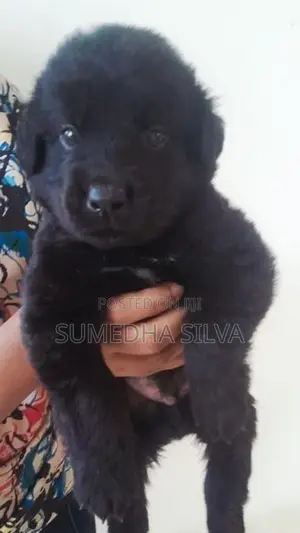 Labradoo crossed breed puppies