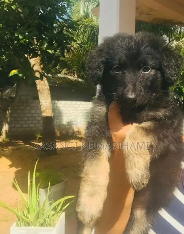 Germen shaped puppy