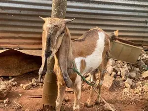 Farm Goats