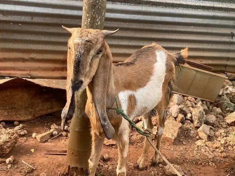 Farm Goats