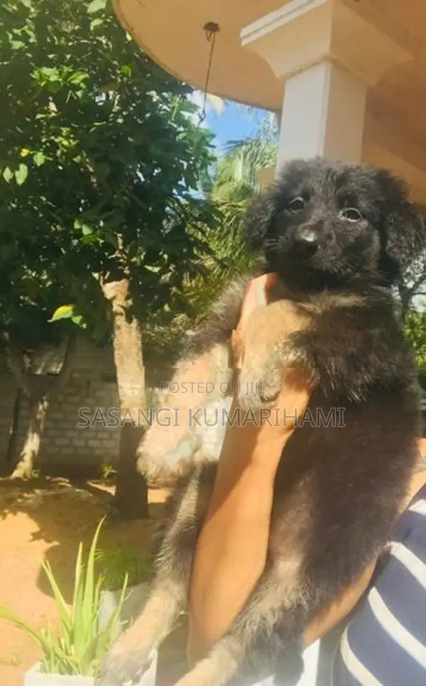 Germen shaped puppy