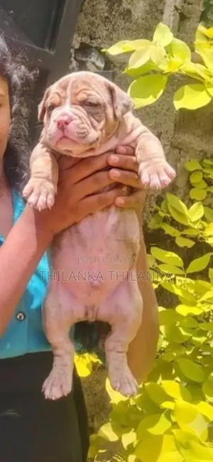American Bully XL