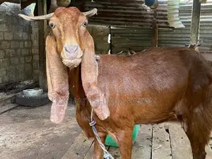 Farm Goats