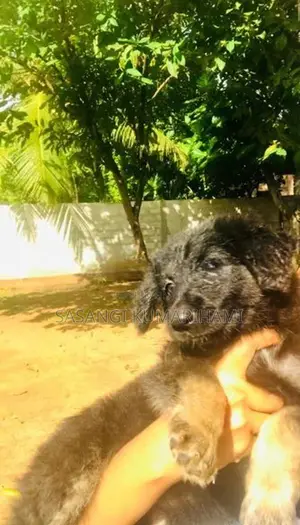 Germen shaped puppy