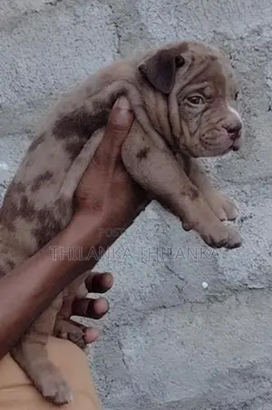 American Bully XL