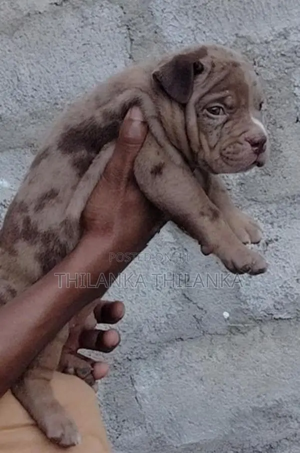 American Bully XL