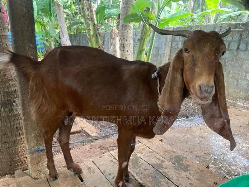 Farm Goats