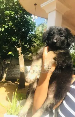Germen shaped puppy