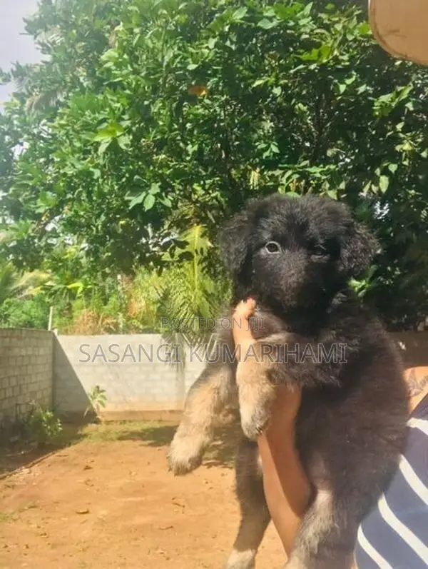 Germen shaped puppy