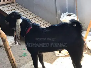 jamunapari goat