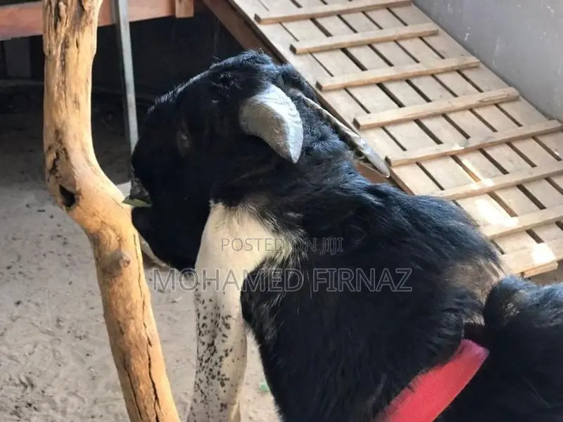 jamunapari goat