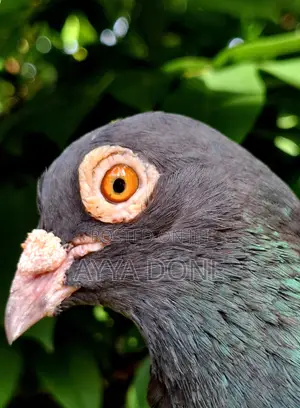 Silaman Maha Kurulla