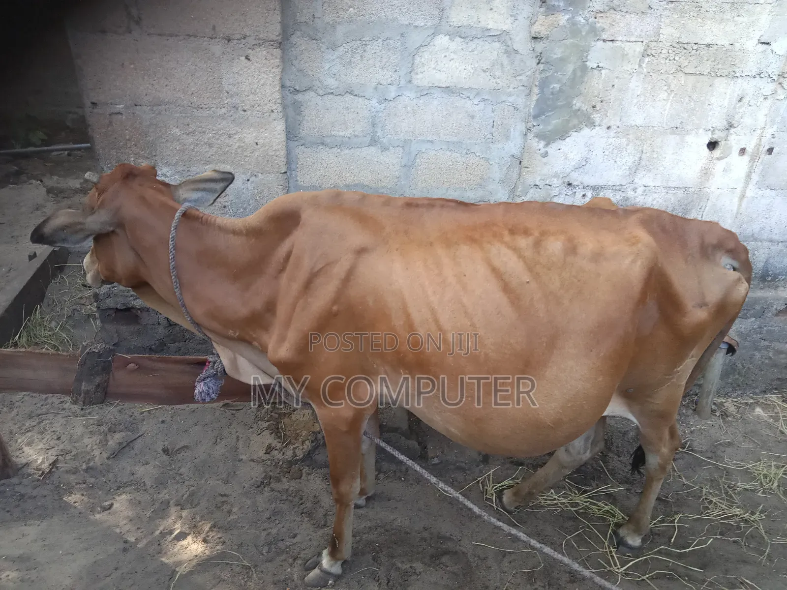 Cow Has a Calf