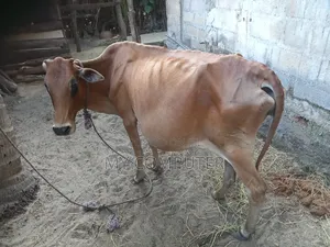 Cow Has a Calf