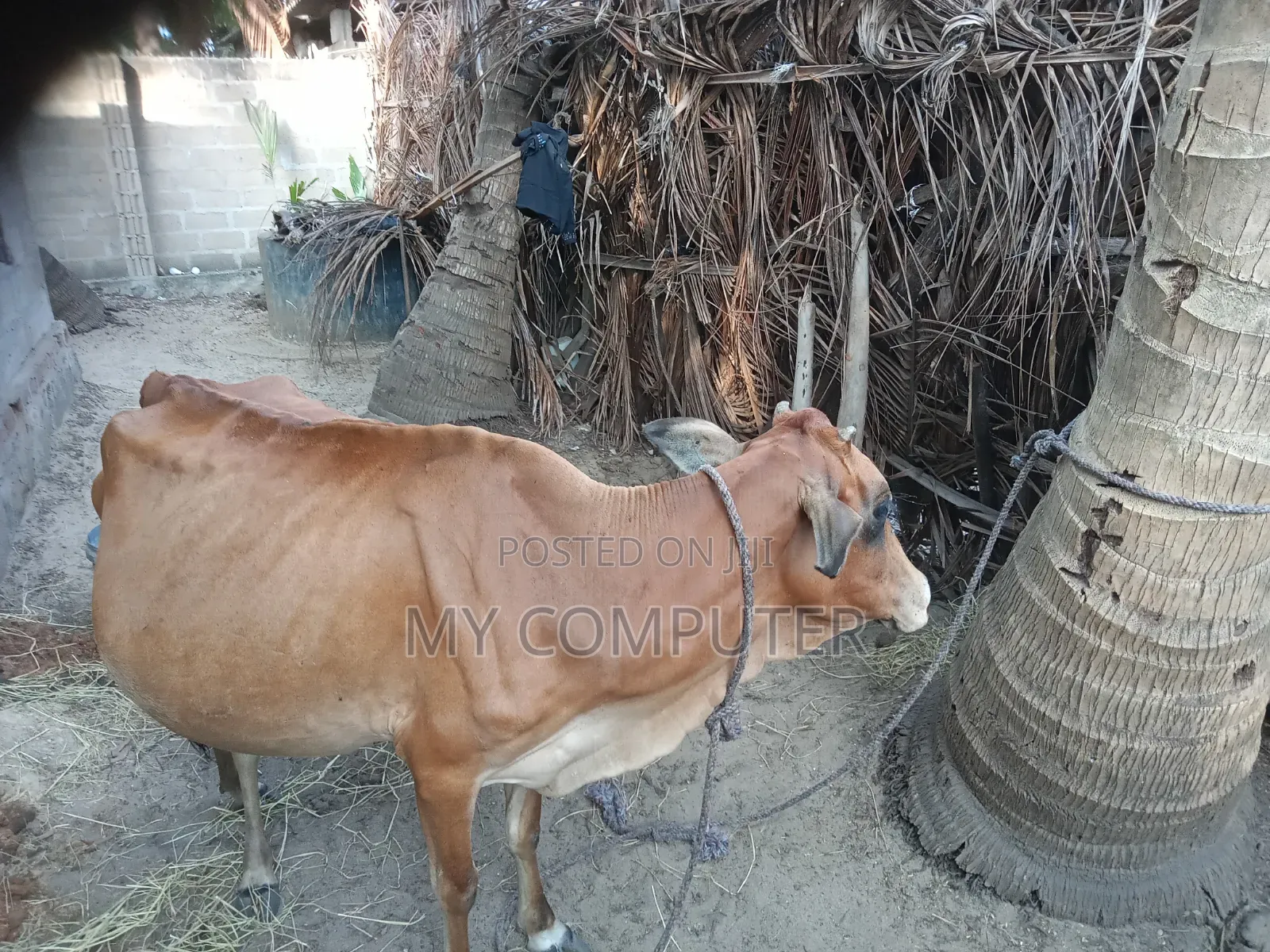 Cow Has a Calf