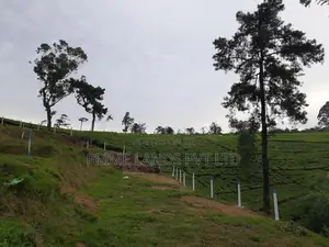 නුවරඑළිය නගරයෙන් ඉඩමක් විකිණීමට