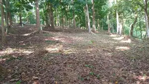 ගලගෙදර නගරයෙන් ඉඩමක් විකිණීමට