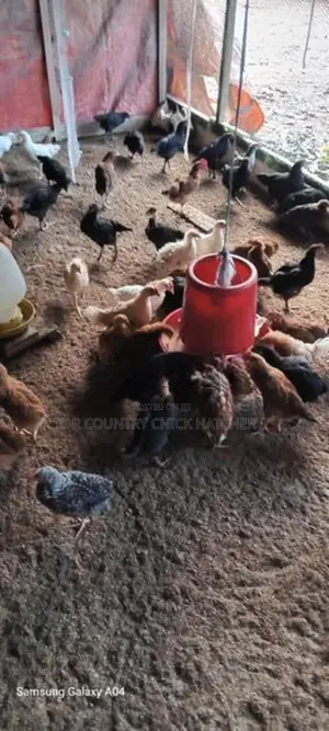V Illage Chick