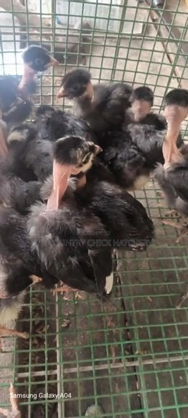 கழுத்து வெட்டி குஞ்சு