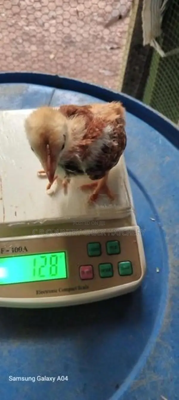 V Illage Chick