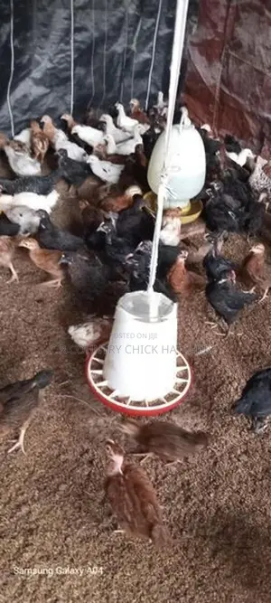 V Illage Chick