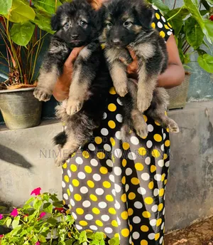 0-1 month Male Purebred German Shepherd