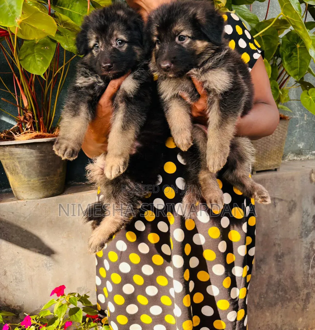 0-1 month Male Purebred German Shepherd