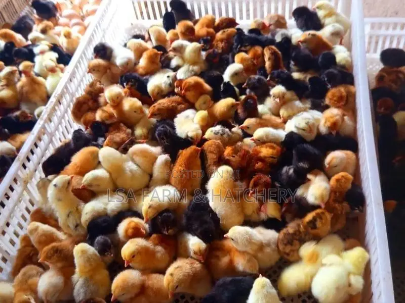 දවසක් ගිය ගම් කිකිළි පටවුන්.