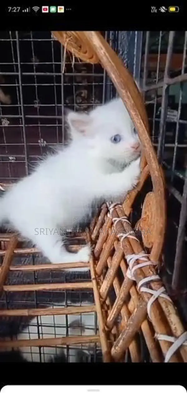 Persian cats
