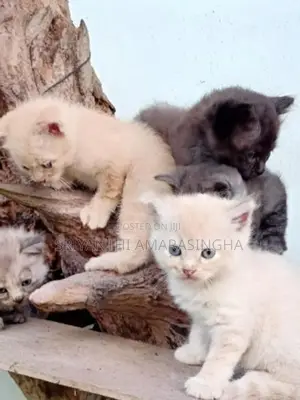 Persian cats