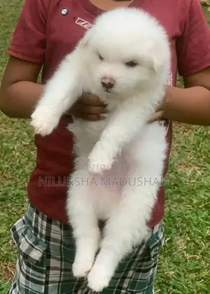 Lion Pomeranian Puppies