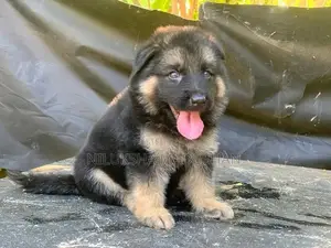 German Shepherd Puppy