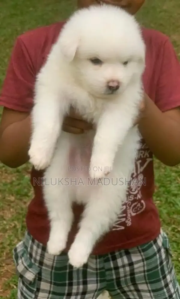 Lion Pomeranian Puppies