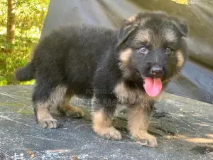 German Shepherd Puppy