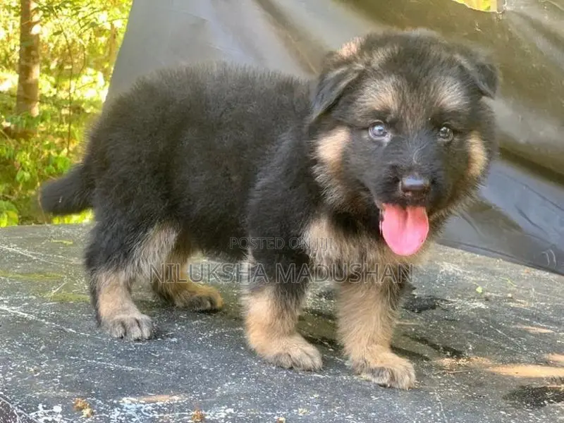 German Shepherd Puppy