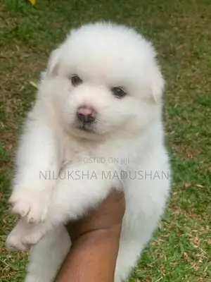Lion Pomeranian Puppies