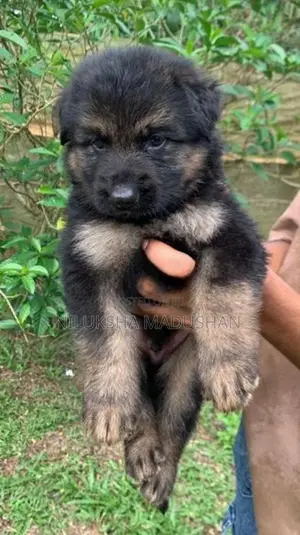 German Shepherd Puppy