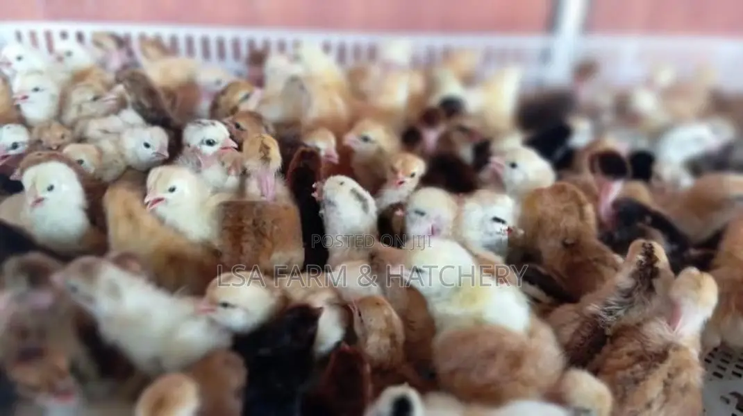 දවසේ ගම් කිකිළි පැටවුන්