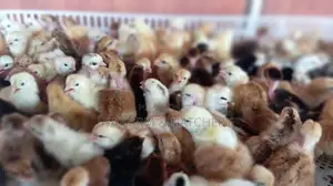 දවසේ ගම් කිකිළි පැටවුන්