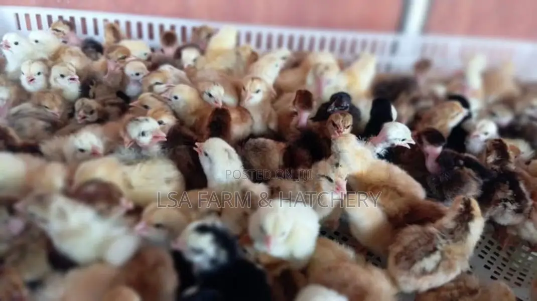 දවසේ ගම් කිකිළි පැටවුන්