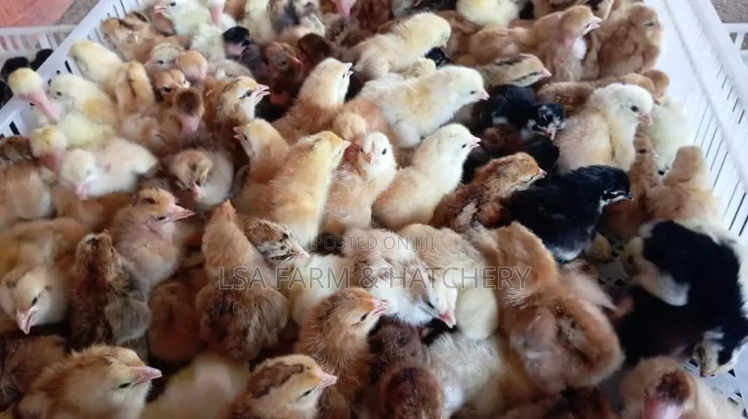 දවසේ ගම් කිකිළි පැටවුන්