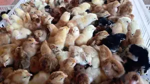 දවසේ ගම් කිකිළි පැටවුන්